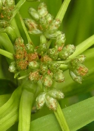 小穂