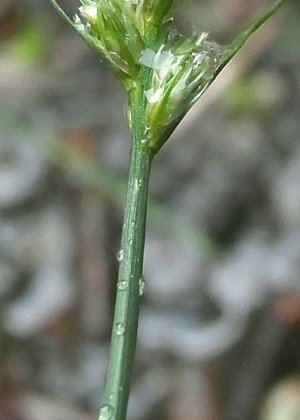 花茎上部