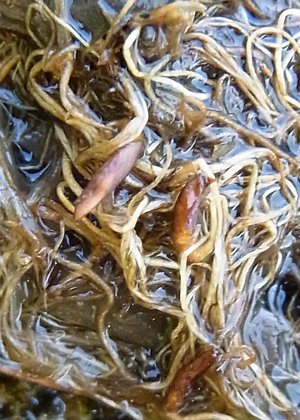 匐枝の小塊茎