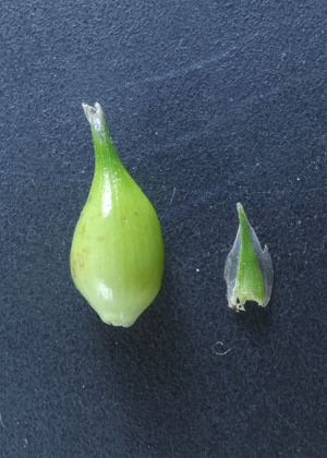 果胞・雌鱗片