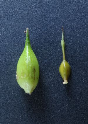 果胞・果実