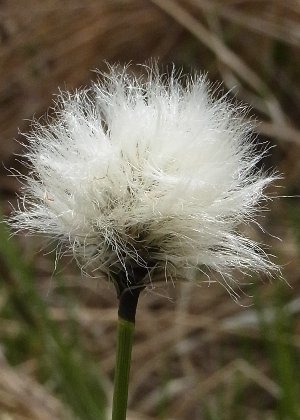 小穂