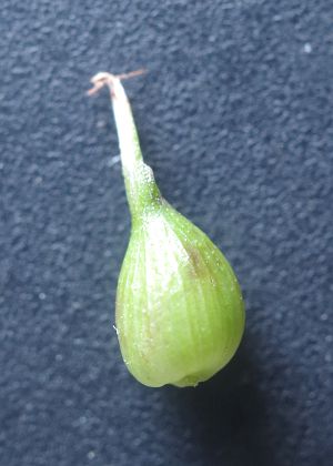 果胞