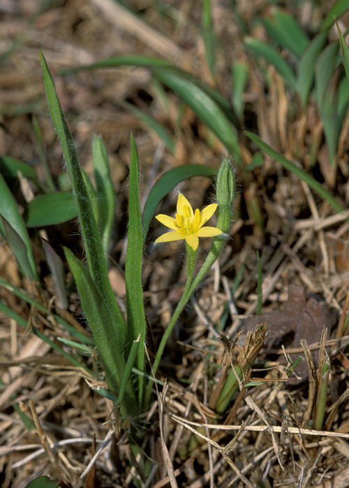コキンバイザサ1