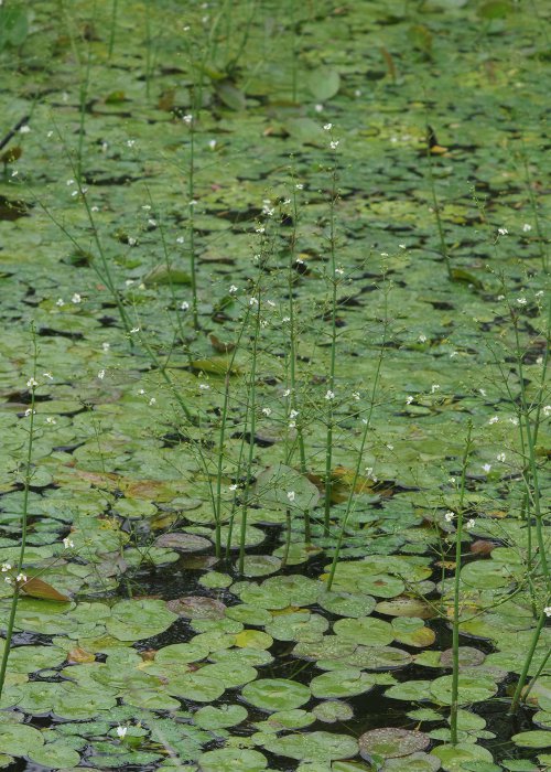 マルバオモダカ1