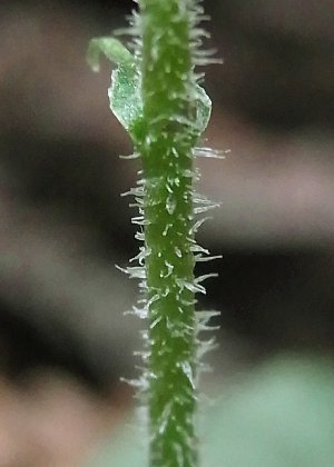花茎