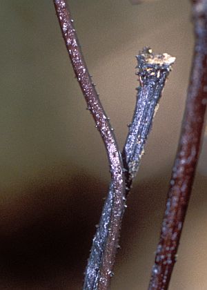 茎