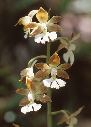 花4(ダイダエビネ)