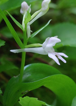 花2(側面)
