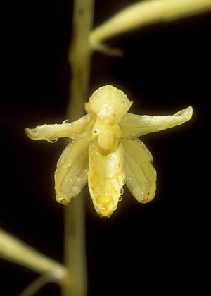 キバナタネガシマムヨウラン花(仮称)
