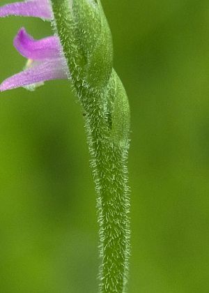 花序