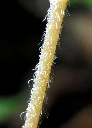 花茎
