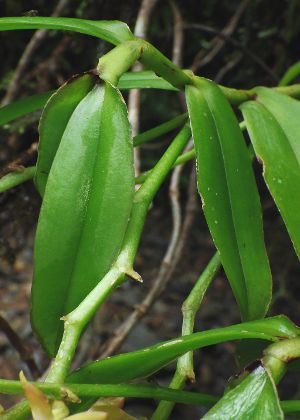 小葉