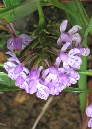 花3(上面)