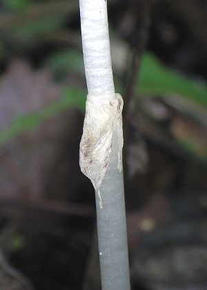 鱗片葉