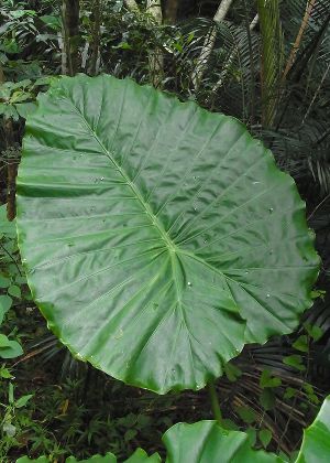 葉