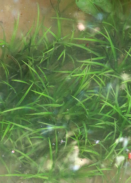 セトヤナギスブタ1