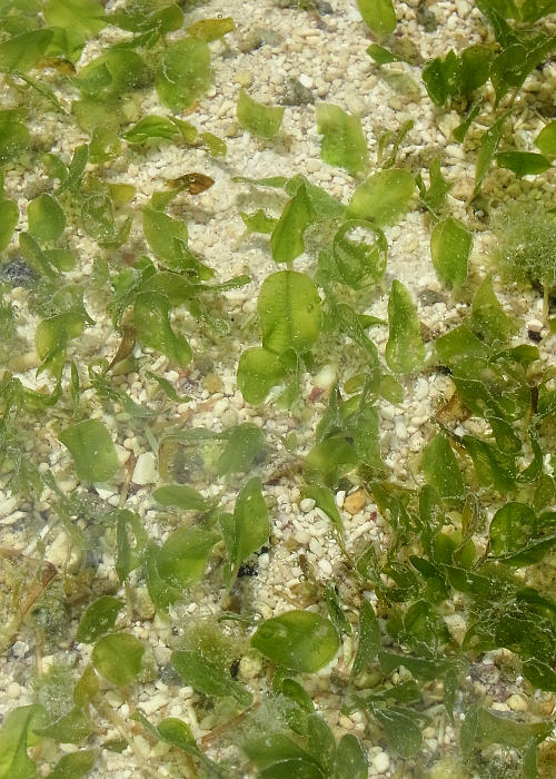 ウミヒルモ1(株)