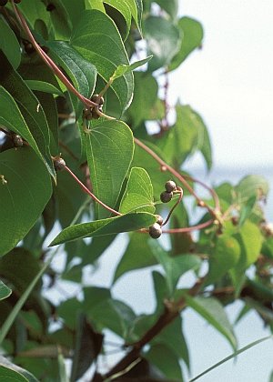 ނ