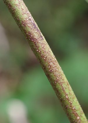 茎