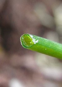 葉断面