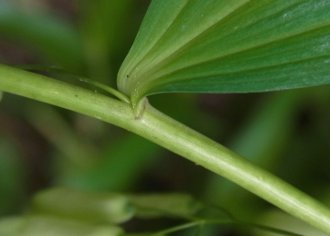 茎