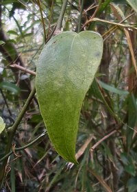 葉