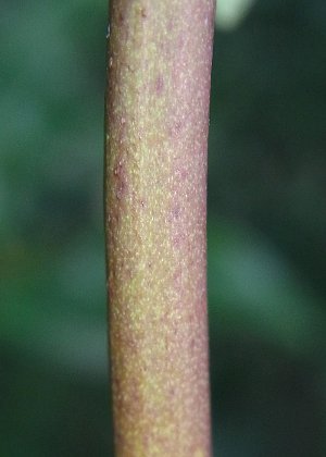 茎