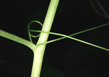 托葉
