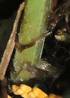 基部鱗片