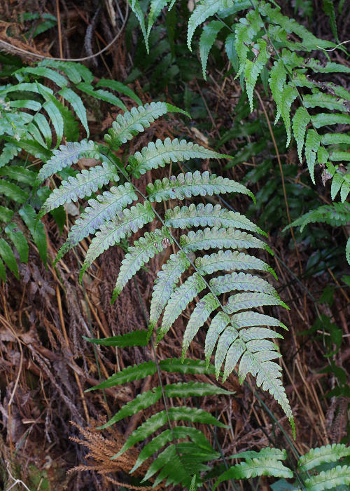 ホソバノコギリシダ×オオバミヤマノコギリシダ