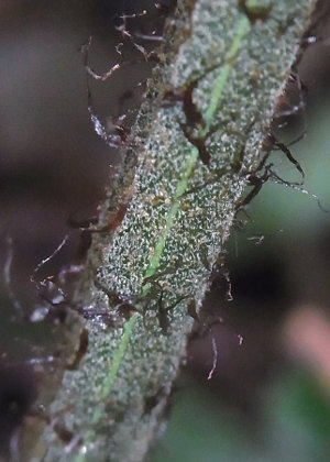 葉柄上部鱗片