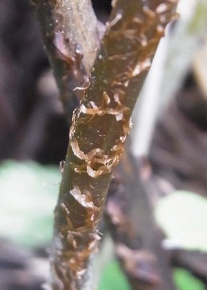 葉柄上部鱗片