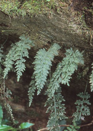 LEzSPP
