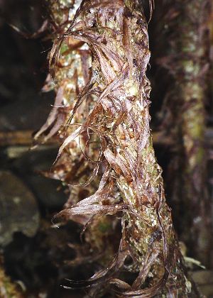 葉柄基部鱗片