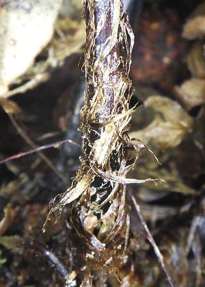 葉柄基部鱗片