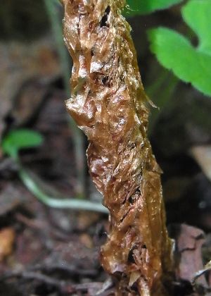葉柄基部鱗片