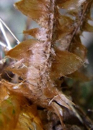 葉柄基部鱗片