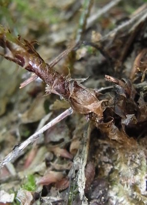 葉柄基部鱗片