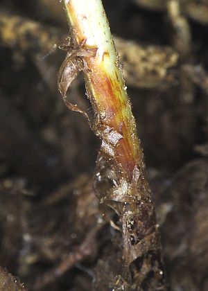 葉柄基部鱗片