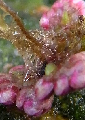 胞子嚢果?