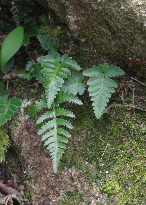 キクシノブ1