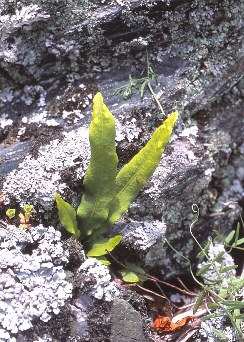 イシガキノキシノブ